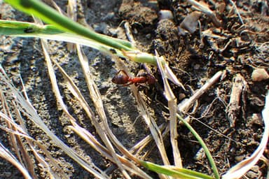 Polyergus mexicanus — colony photo 74