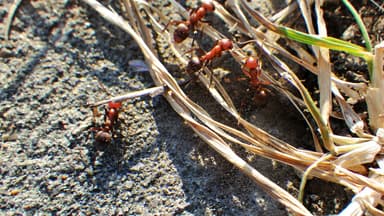Polyergus mexicanus — colony photo 75
