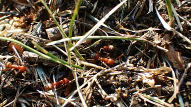 Polyergus mexicanus — colony photo 76