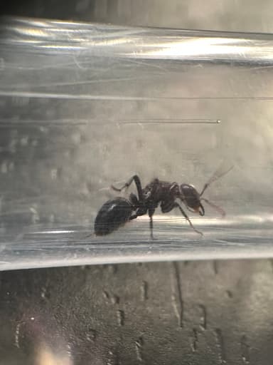Polyergus mexicanus photo 80
