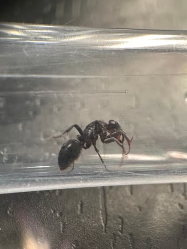 Polyergus mexicanus photo 81