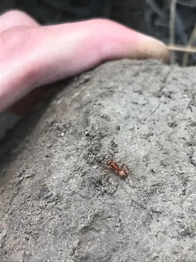 Polyergus mexicanus photo 82