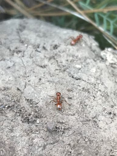 Polyergus mexicanus photo 83