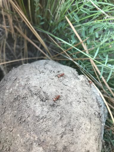 Polyergus mexicanus photo 84