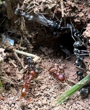 Polyergus mexicanus — queen photo 85