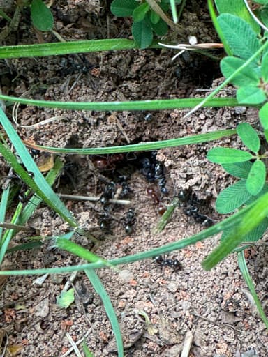 Polyergus mexicanus — queen photo 86