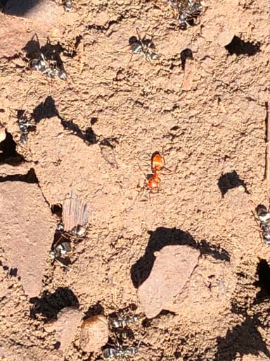 Polyergus mexicanus photo 87