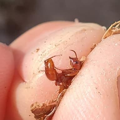 Polyergus mexicanus photo 90