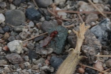 Polyergus mexicanus photo 92