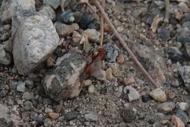Polyergus mexicanus photo 93