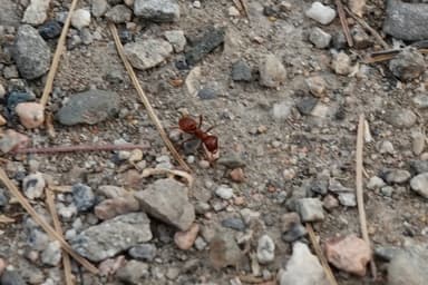 Polyergus mexicanus photo 94