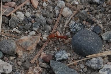 Polyergus mexicanus photo 95