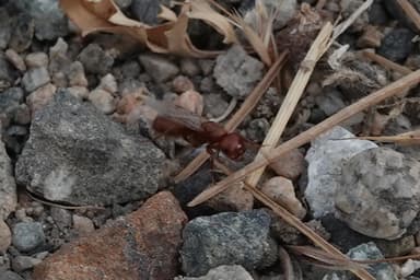 Polyergus mexicanus photo 96