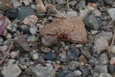 Polyergus mexicanus photo 97