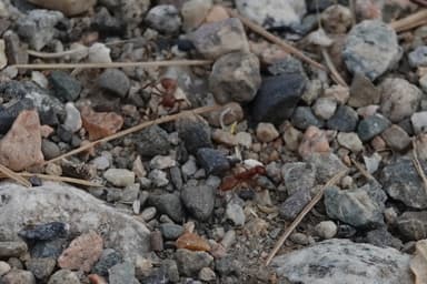 Polyergus mexicanus photo 99