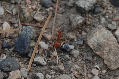 Polyergus mexicanus photo 100