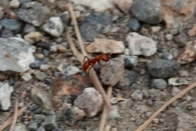 Polyergus mexicanus photo 101