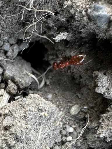 Polyergus mexicanus photo 113
