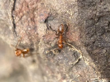 Polyergus mexicanus photo 117