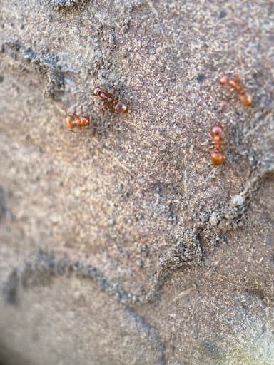 Polyergus mexicanus photo 120