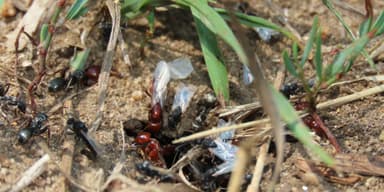 Polyergus mexicanus — worker photo 122