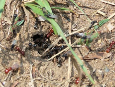 Polyergus mexicanus — worker photo 123