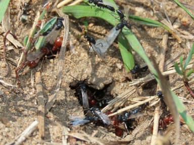Polyergus mexicanus — worker photo 124