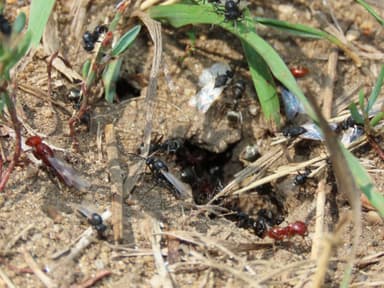 Polyergus mexicanus — worker photo 125