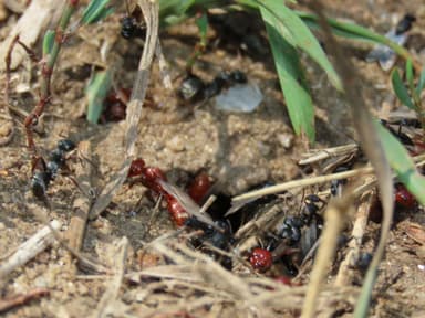 Polyergus mexicanus — worker photo 126