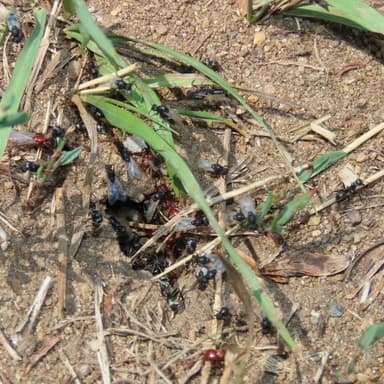Polyergus mexicanus — worker photo 127