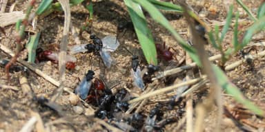 Polyergus mexicanus — worker photo 129
