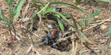 Polyergus mexicanus — worker photo 130