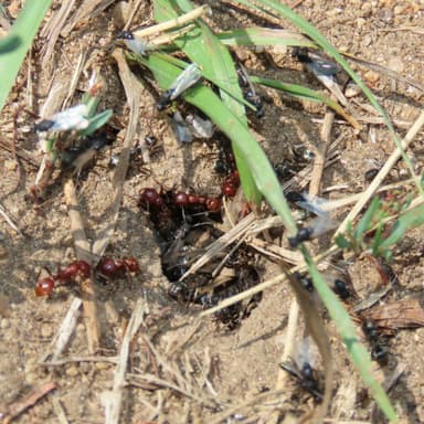 Polyergus mexicanus — worker photo 131