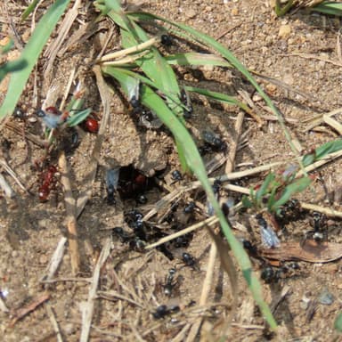 Polyergus mexicanus — worker photo 132
