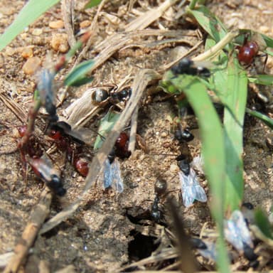 Polyergus mexicanus — worker photo 133