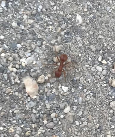 Polyergus mexicanus photo 135