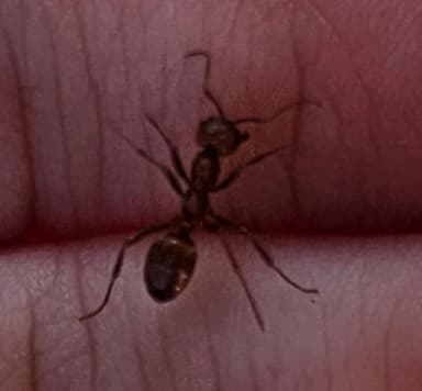 Polyergus mexicanus — colony photo 144