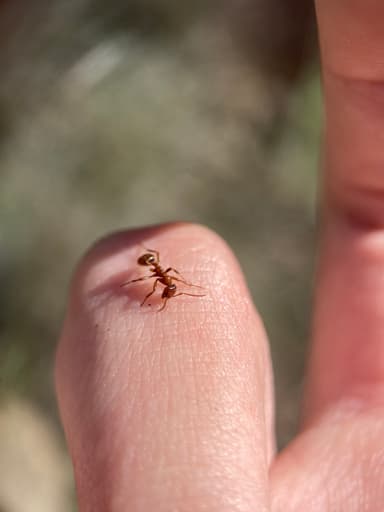 Polyergus mexicanus photo 150