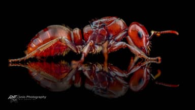 Polyergus rufescens — queen photo 3