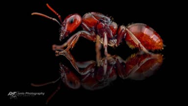 Polyergus rufescens — queen photo 4