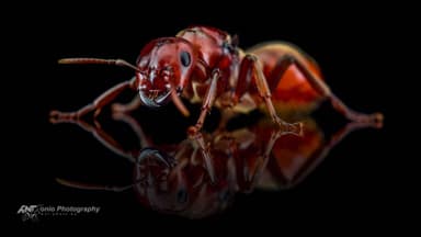 Polyergus rufescens — queen photo 5