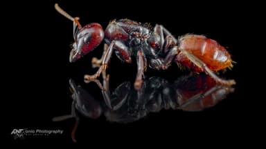 Polyergus rufescens — queen photo 6