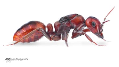 Polyergus rufescens — queen photo 8
