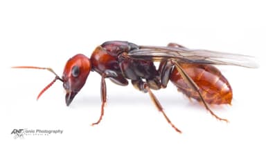 Polyergus rufescens — queen photo 9