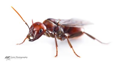 Polyergus rufescens — queen photo 10
