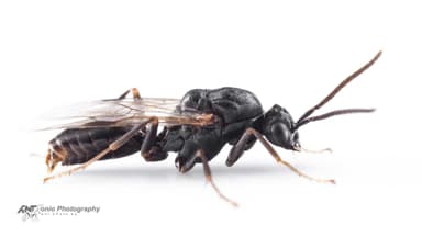 Polyergus rufescens photo 11