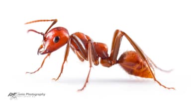 Polyergus rufescens — worker photo 12