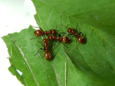 Polyergus rufescens — queen photo 23