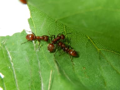 Polyergus rufescens — queen photo 24