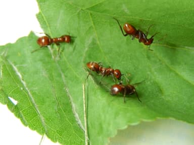 Polyergus rufescens — queen photo 25